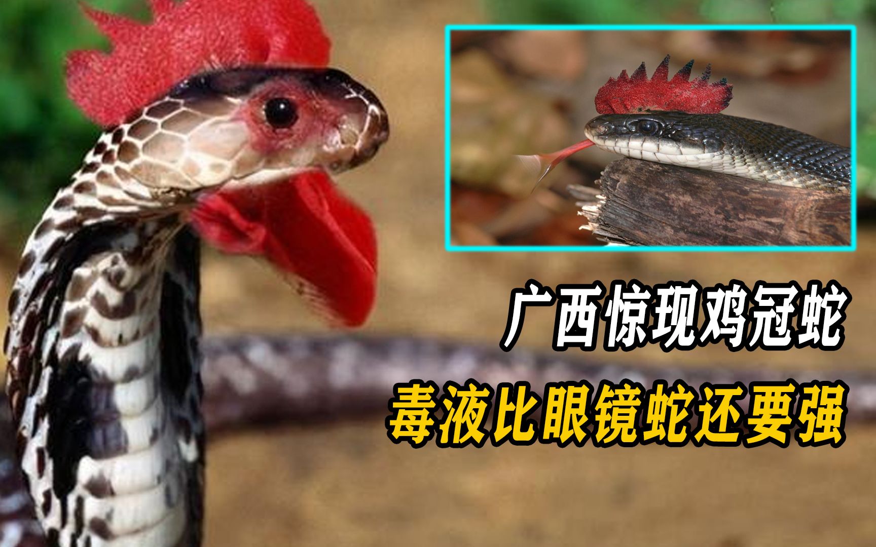 传说中的鸡冠蛇,不仅长着鸡冠还会飞,它在民间真的存在吗?