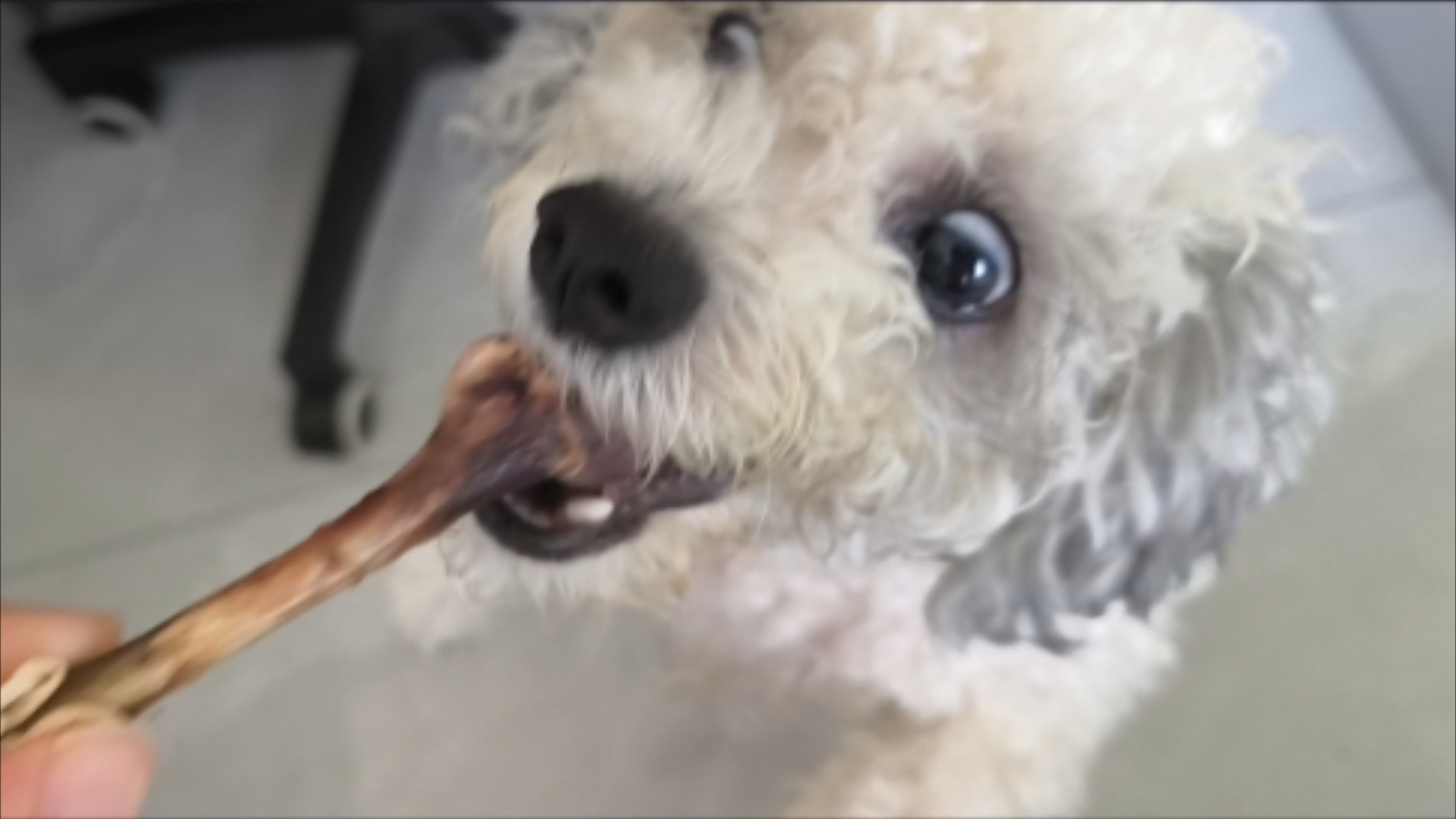 小狗,你可以吃芝士鸡腿骨