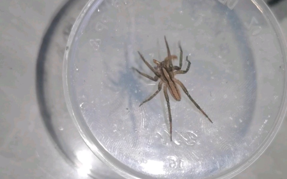 自采阿纳蛛压成捕食和四川产龙隙蛛亮牙