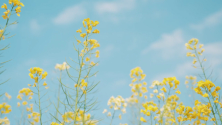 [图]欧阳修的《采桑子·荷花开后西湖好》