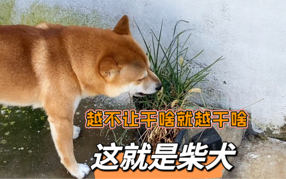 柴犬的性格就是你越不让它干的事,它就必须想要干,倔强的很哔哩哔哩bilibili