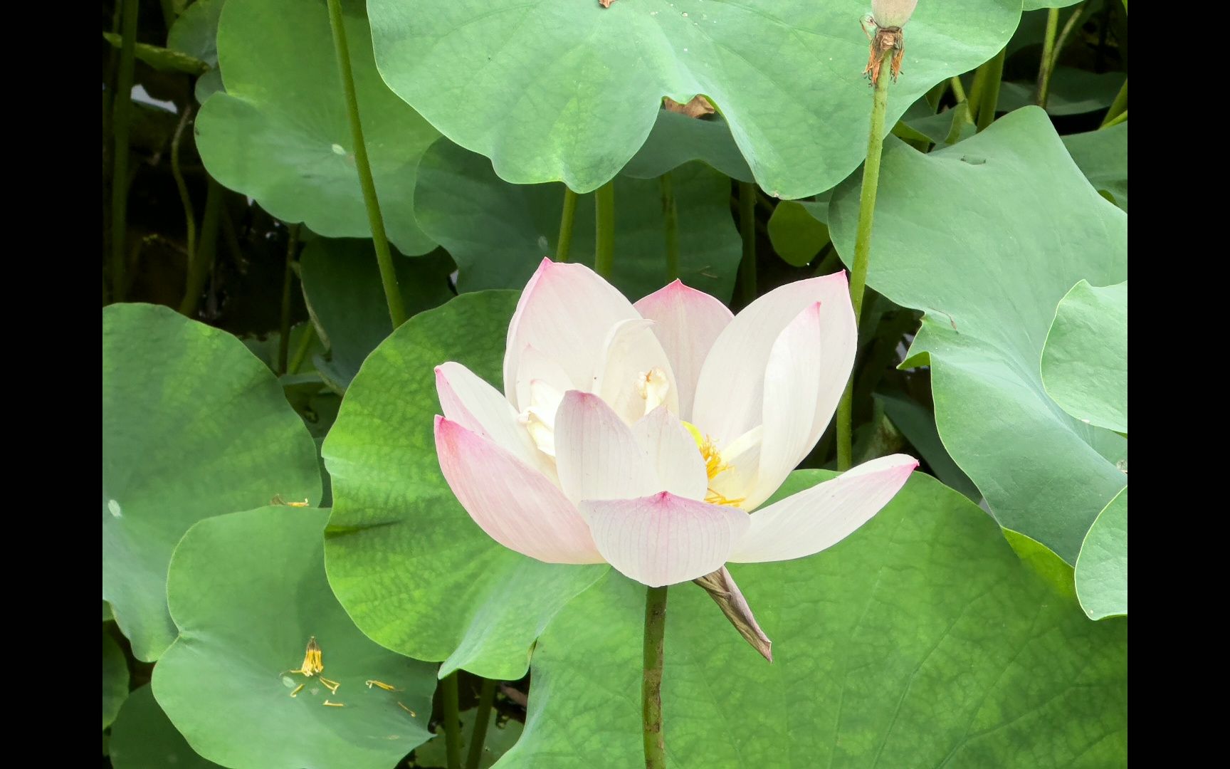 iphone14promax 随拍龙头寺公园荷花