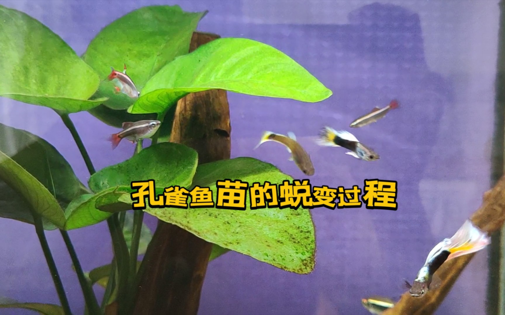 象牙白孔雀鱼苗的蜕变过程