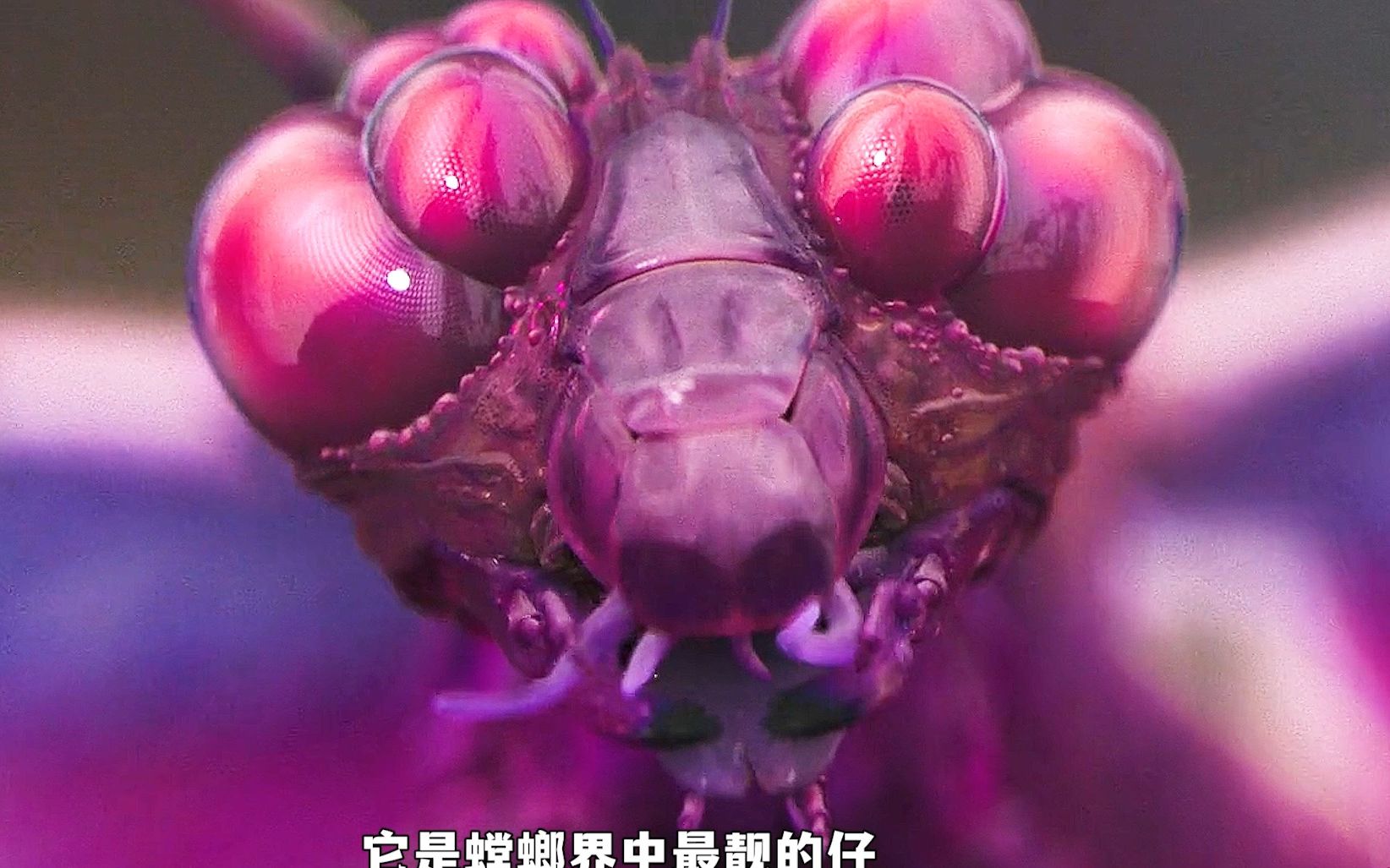 [图]超艳丽的外星生物，艳到你睁不开眼的那种！《星之彩》