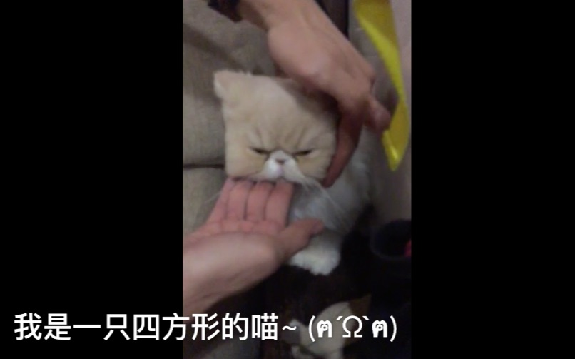 【猫咪咖啡厅】方形的猫~猫奴的小天地哔哩哔哩bilibili