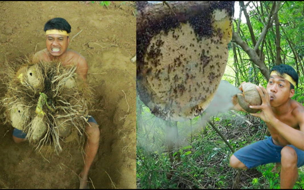 野外美食,野生大薯莨和一口下去全是蜂蜜的蜂巢哔哩哔哩bilibili