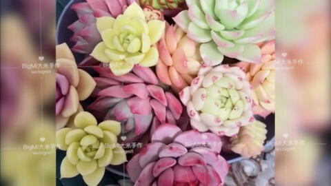 树脂粘土黏土多肉过年也没忘记做多肉 大家都认出了什么品种呀 哔哩哔哩