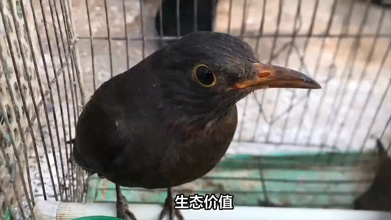 乌鸫鸟是保护动物吗