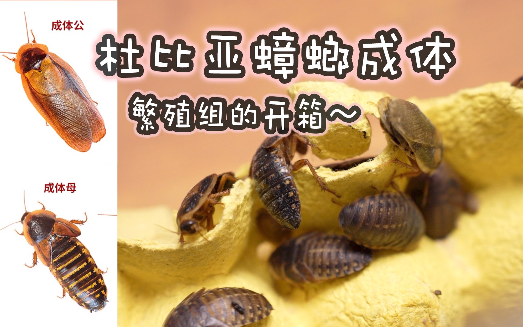 【是园长佳】成体杜比亚蟑螂介绍～繁殖组开箱!