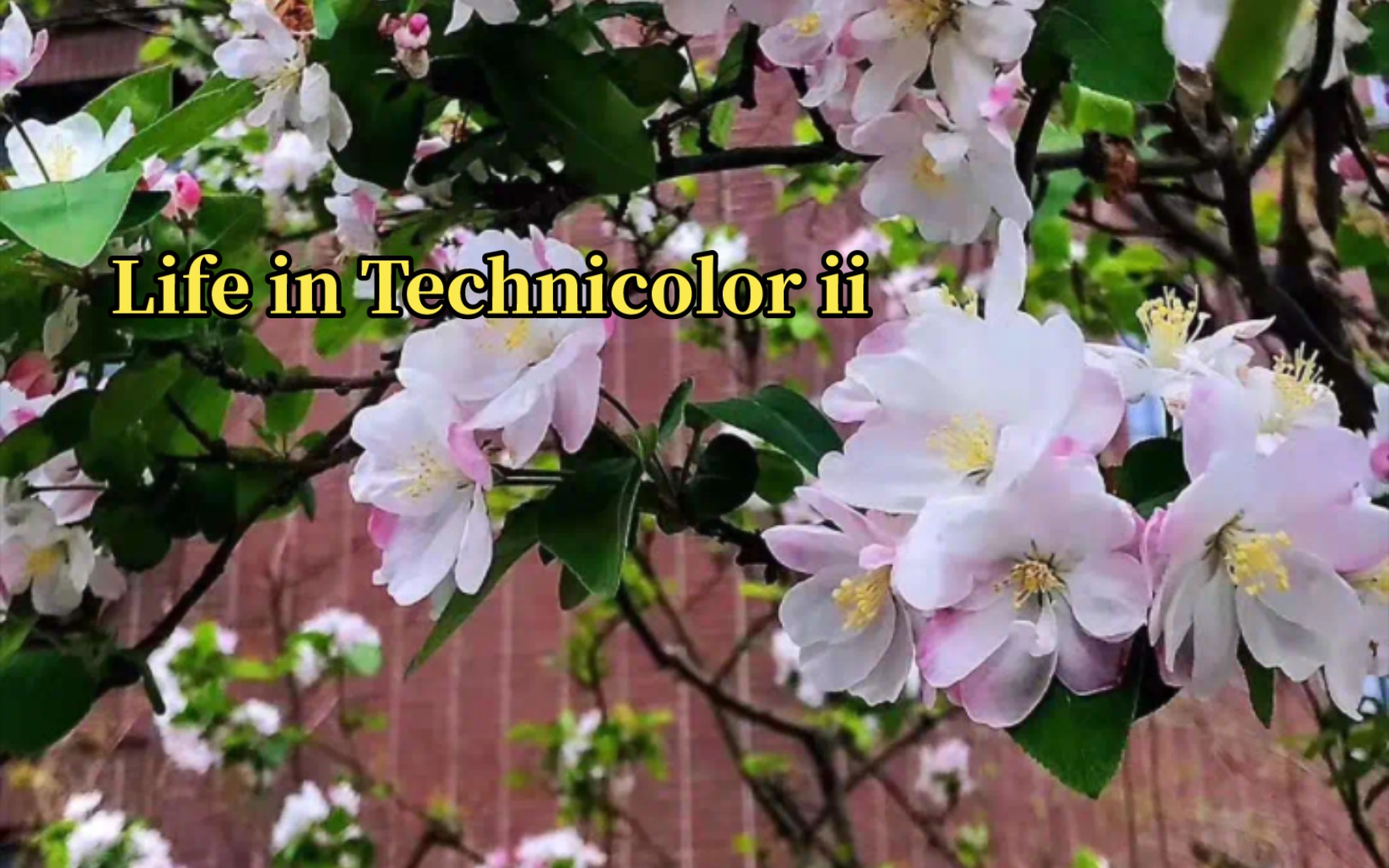 [图]《Life in Technicolor ii》 —— Coldplay