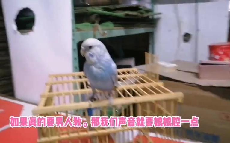 如何教鹦鹉说话?哔哩哔哩bilibili