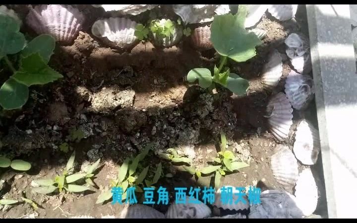 快乐菜园 (种菜)哔哩哔哩bilibili