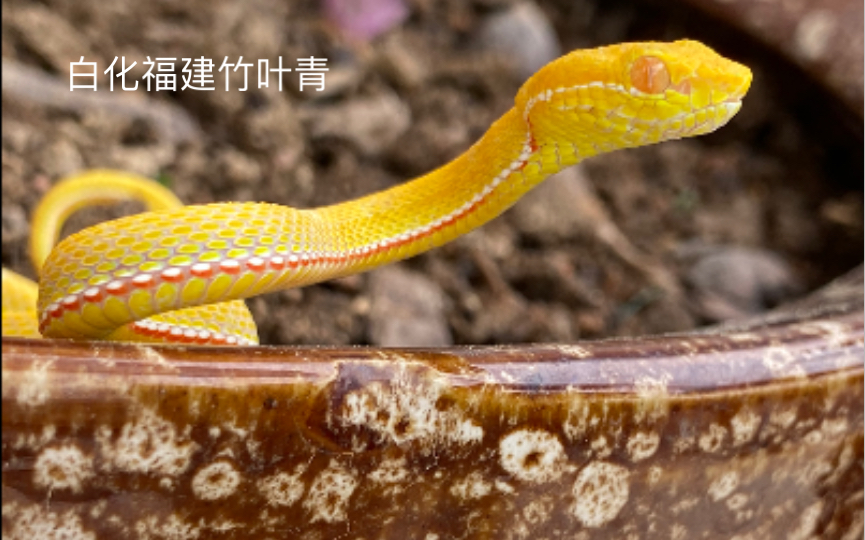 白化福建竹叶青美艳不可方物来欣赏中国原生蛇类的变异基因
