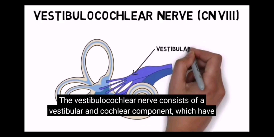 [图]Vestibulocochilear nerve