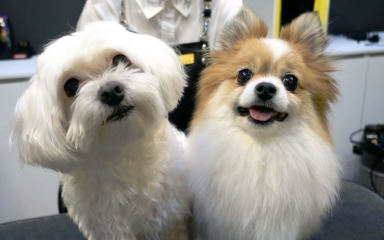 我们是一家人:马尔济斯与博美美容实录 || shu and tree【斑豆搬运】