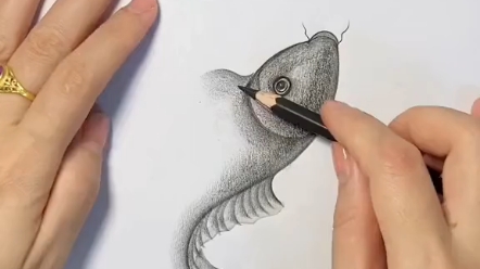 一线铅笔鱼图片