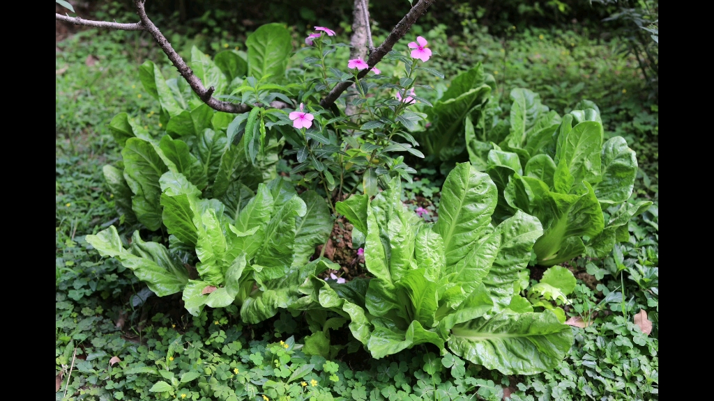 活动  摘官达菜咯