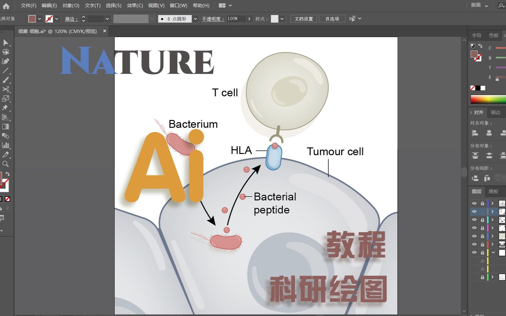 【AI科研绘图教程/细菌&细胞】Nature文章图 临摹录屏分享哔哩哔哩bilibili