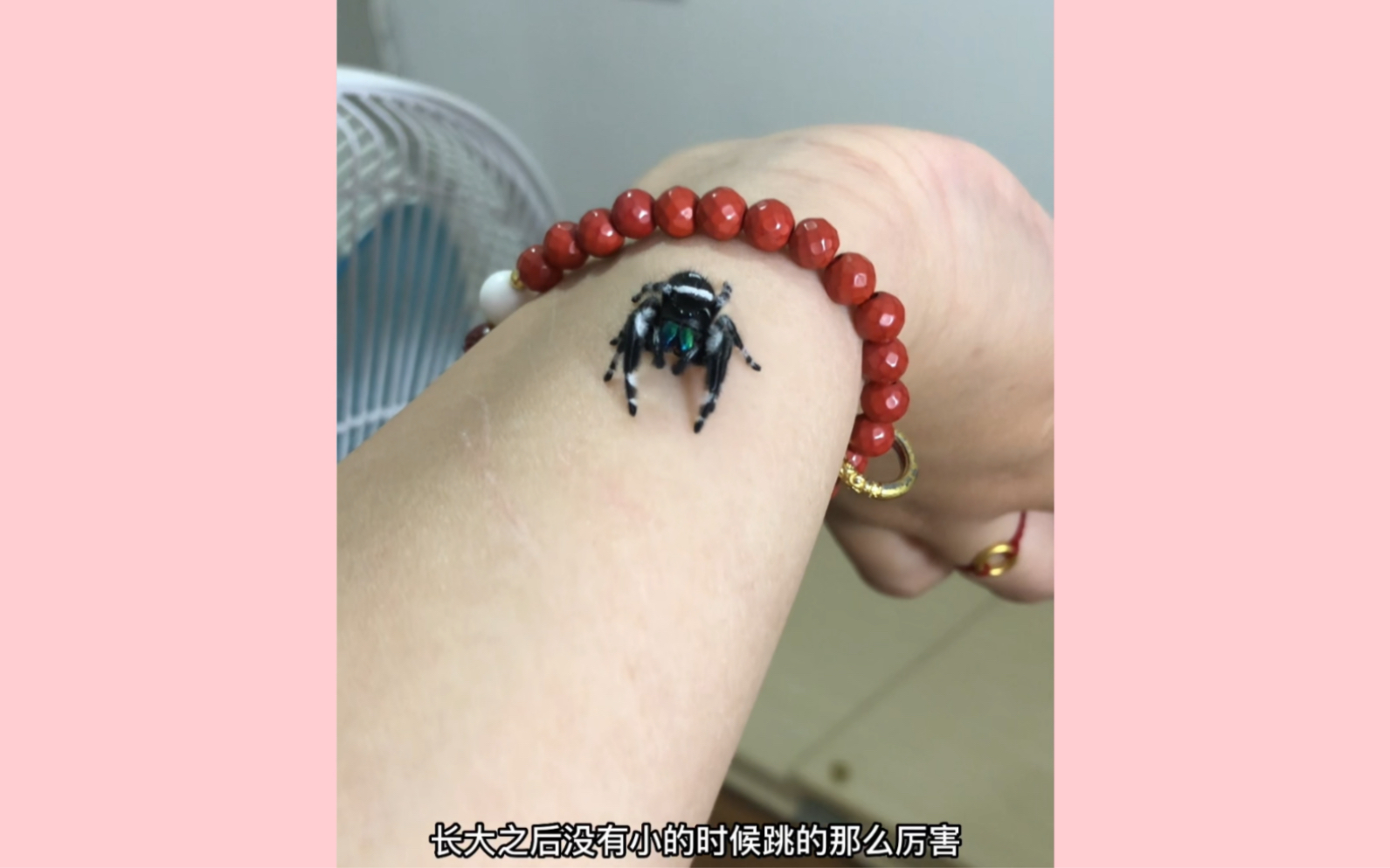 灰佛跳蛛lucas 跳蛛为什么要叫跳蛛呢?