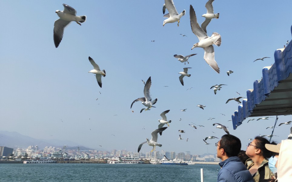 威海海鸥图片