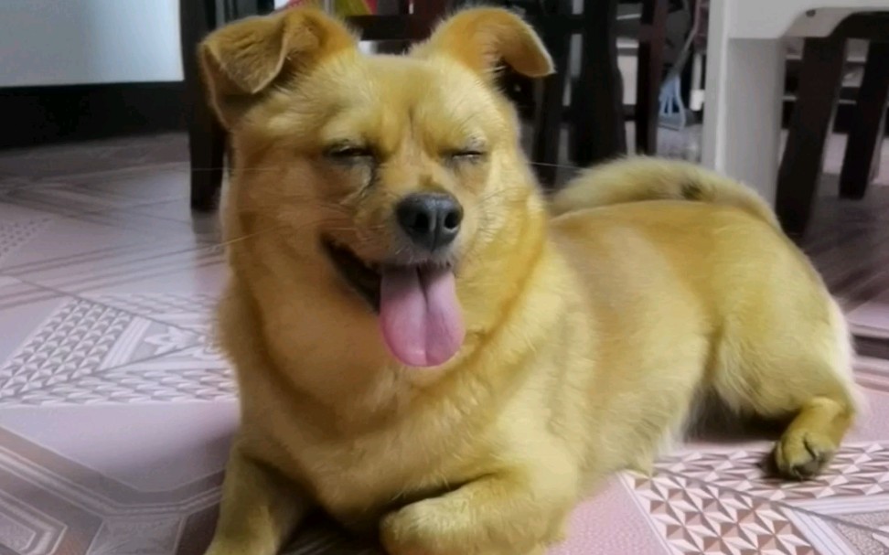 【中华田园犬】豆豆全程微笑脸