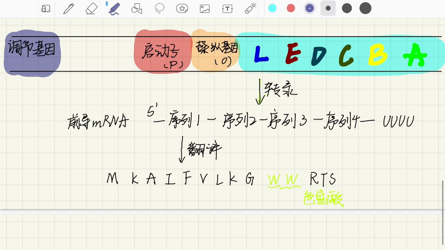 色氨酸的调控哔哩哔哩bilibili