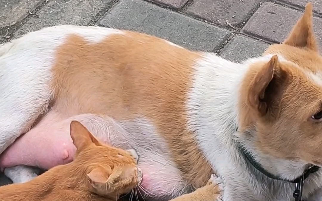 萌翻!猫咪喝狗奶,羞羞哒!