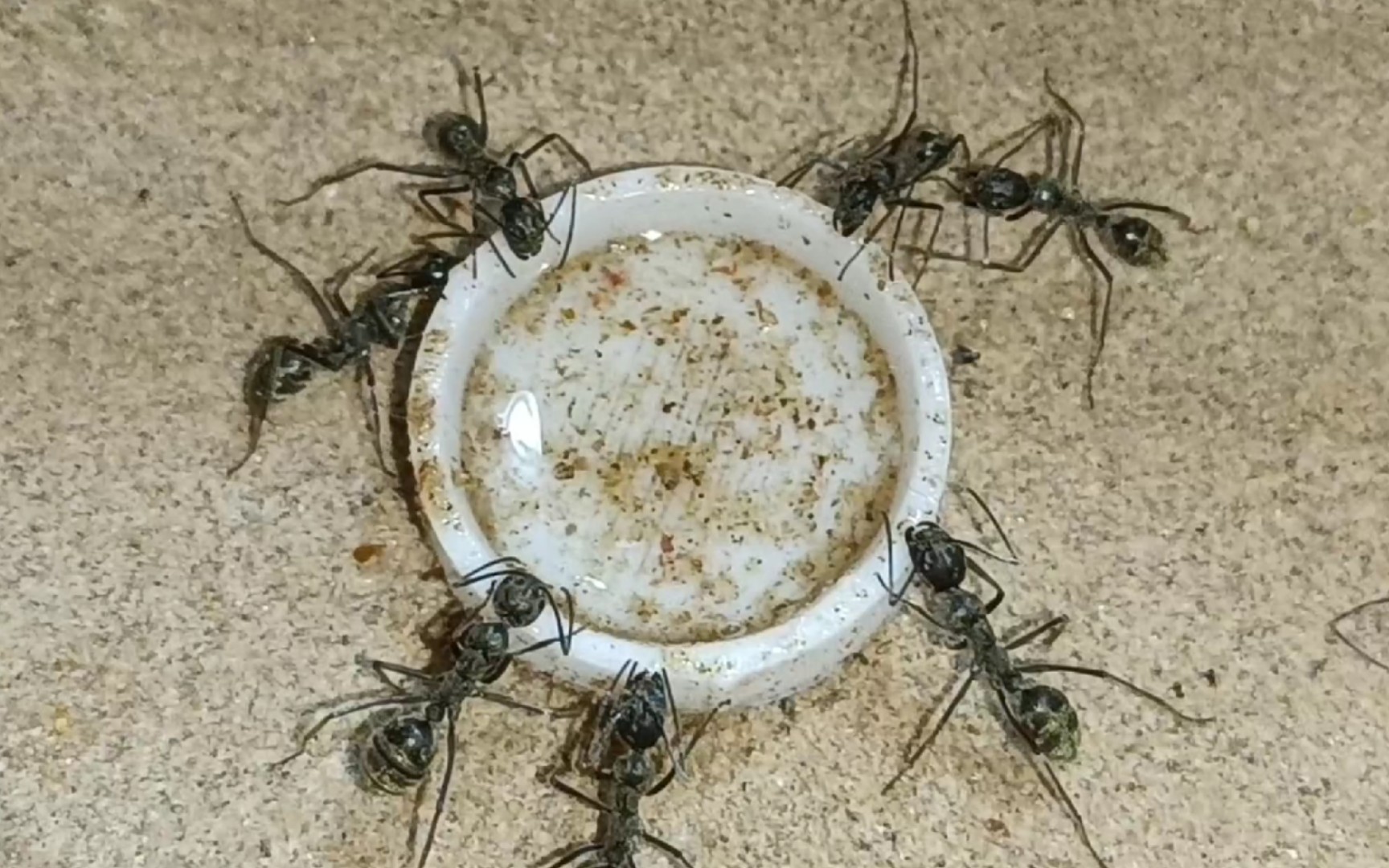 丝毛弓背蚁喝糖水~_哔哩哔哩_bilibili