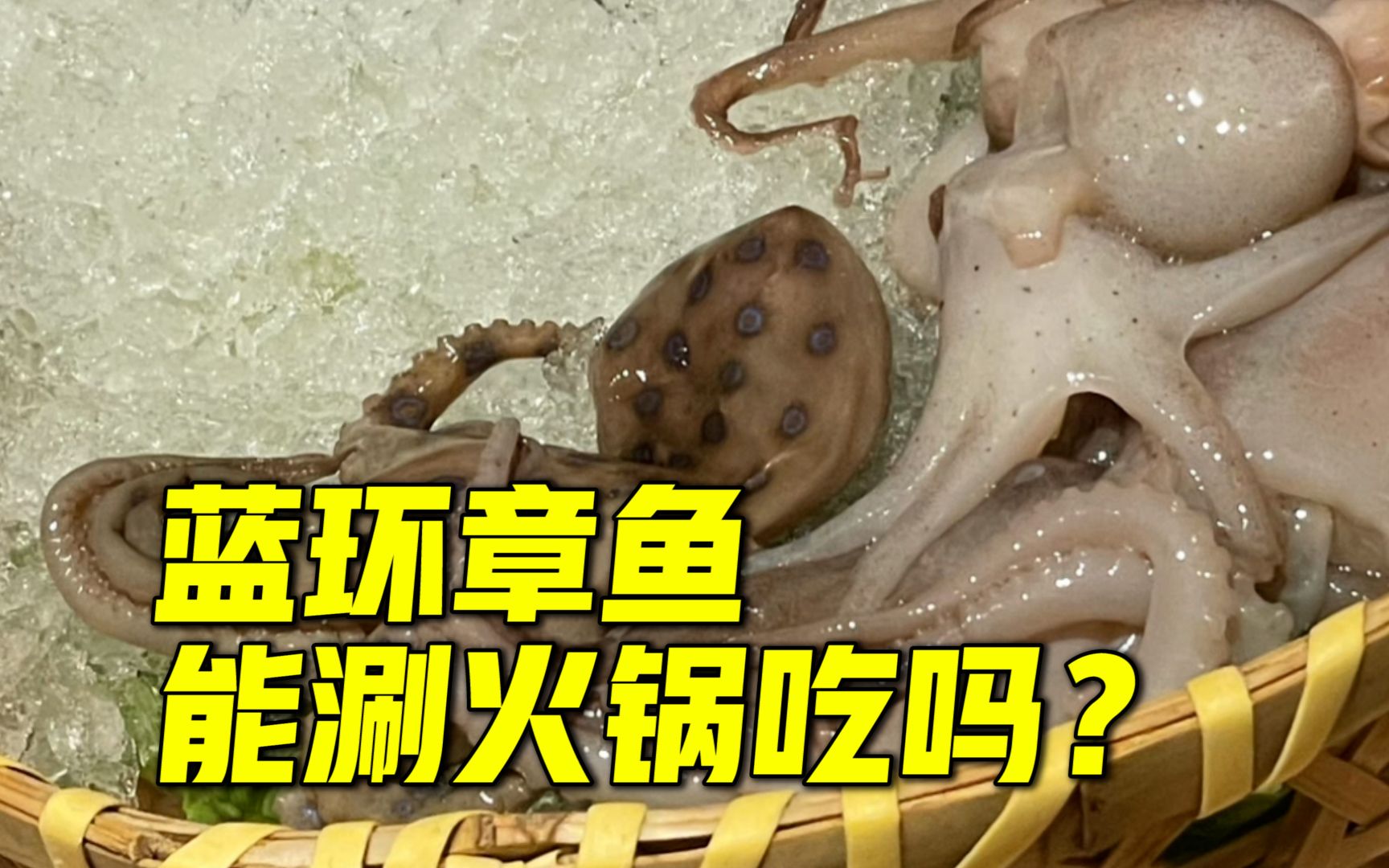 网友吃火锅时菜品中发现蓝环章鱼,专业人士:毒性非常强且受热不分解