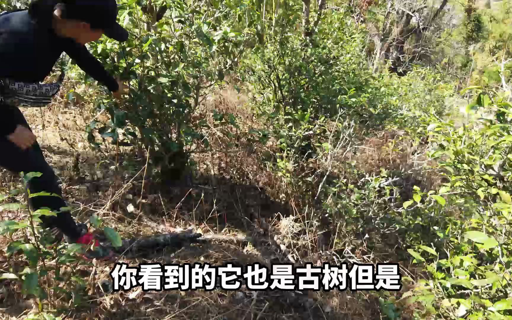 [图]阿花在勐麻河茶山介绍矮化古树、大单株