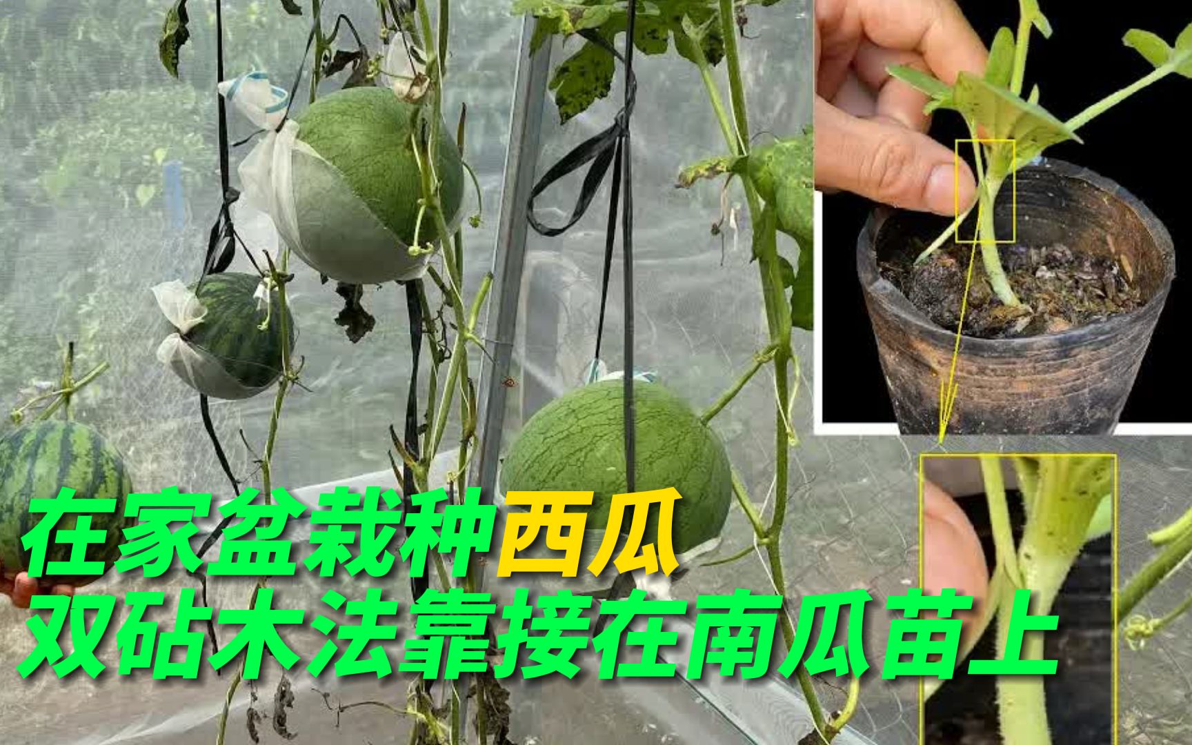 [图]在家盆栽种植西瓜，用双砧木法靠接在南瓜苗上，想不到效果这么好