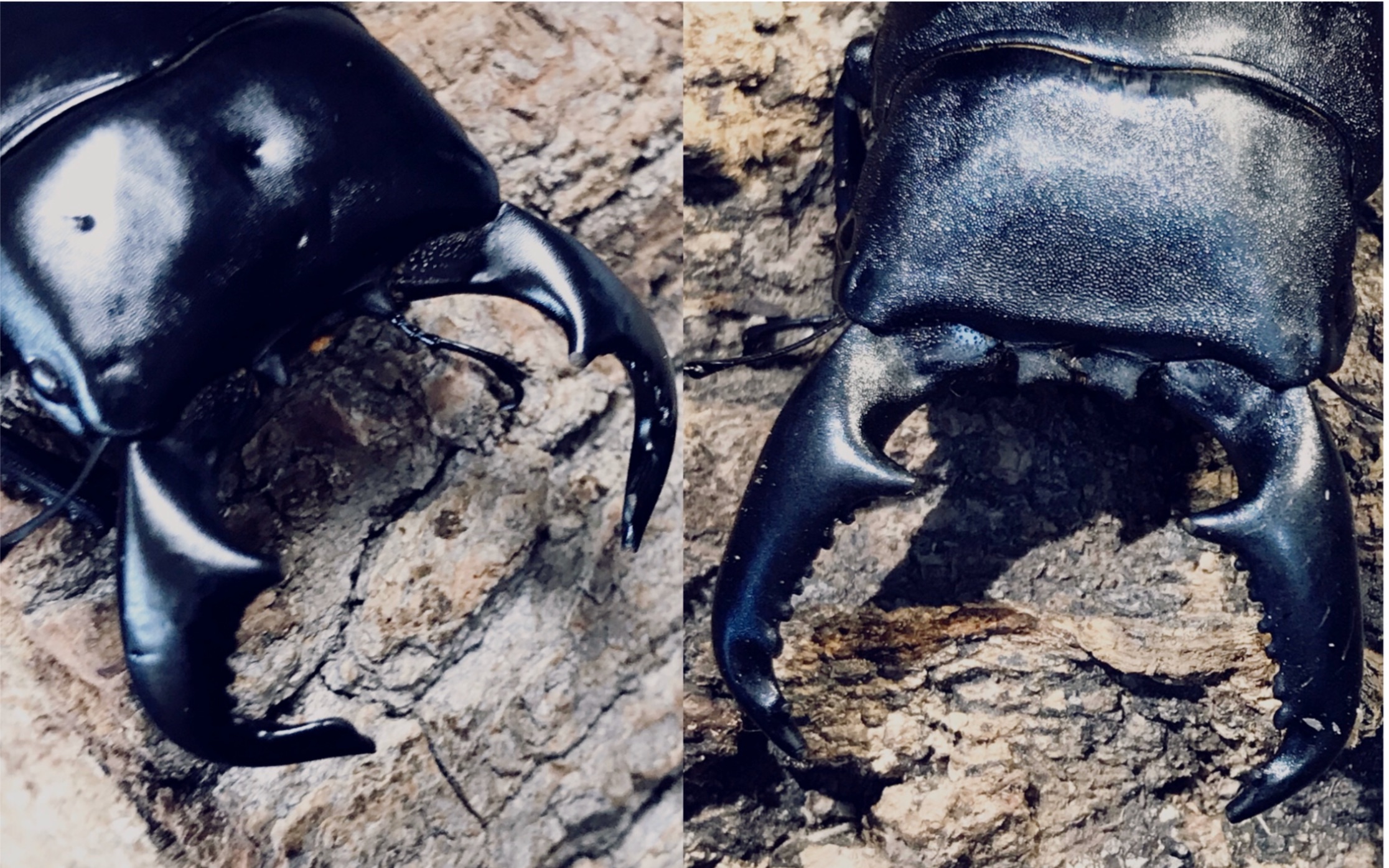 牛头扁锹vs南亚扁锹 扁锹属同体长两大巅峰战斗力的碰撞