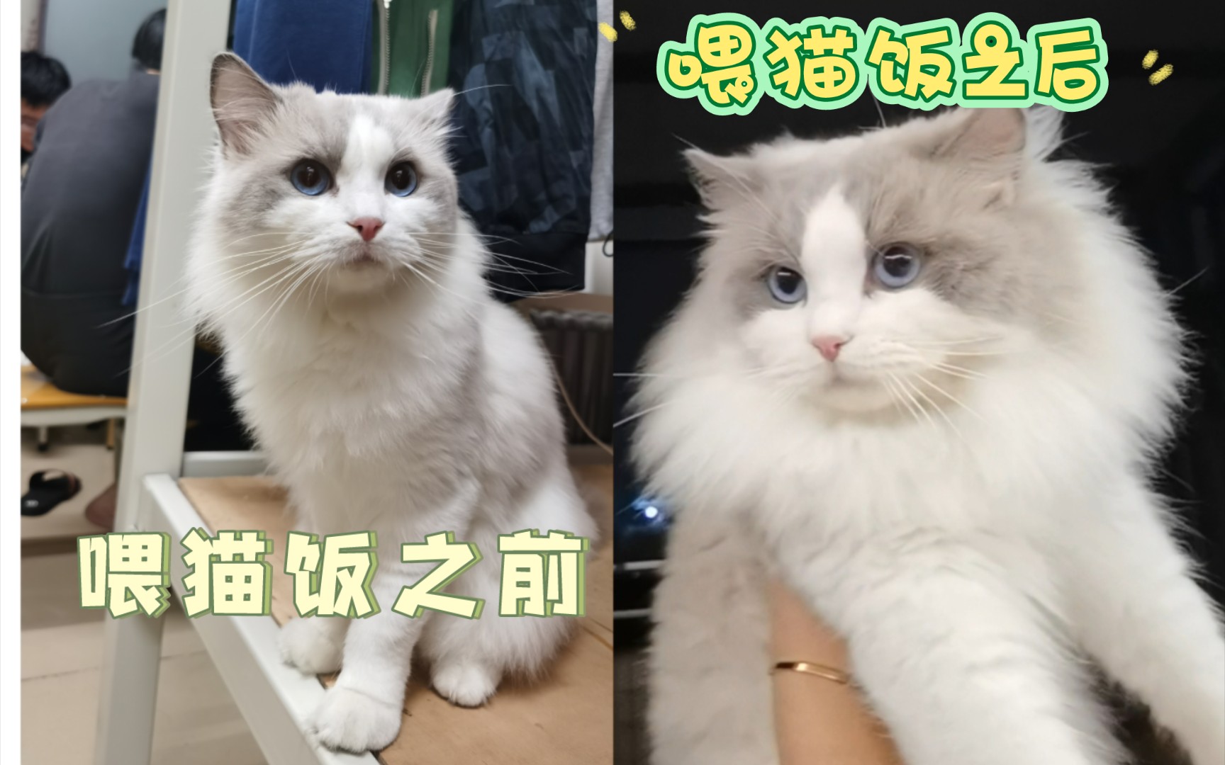 当我喂了3个月自制猫饭之后哔哩哔哩bilibili