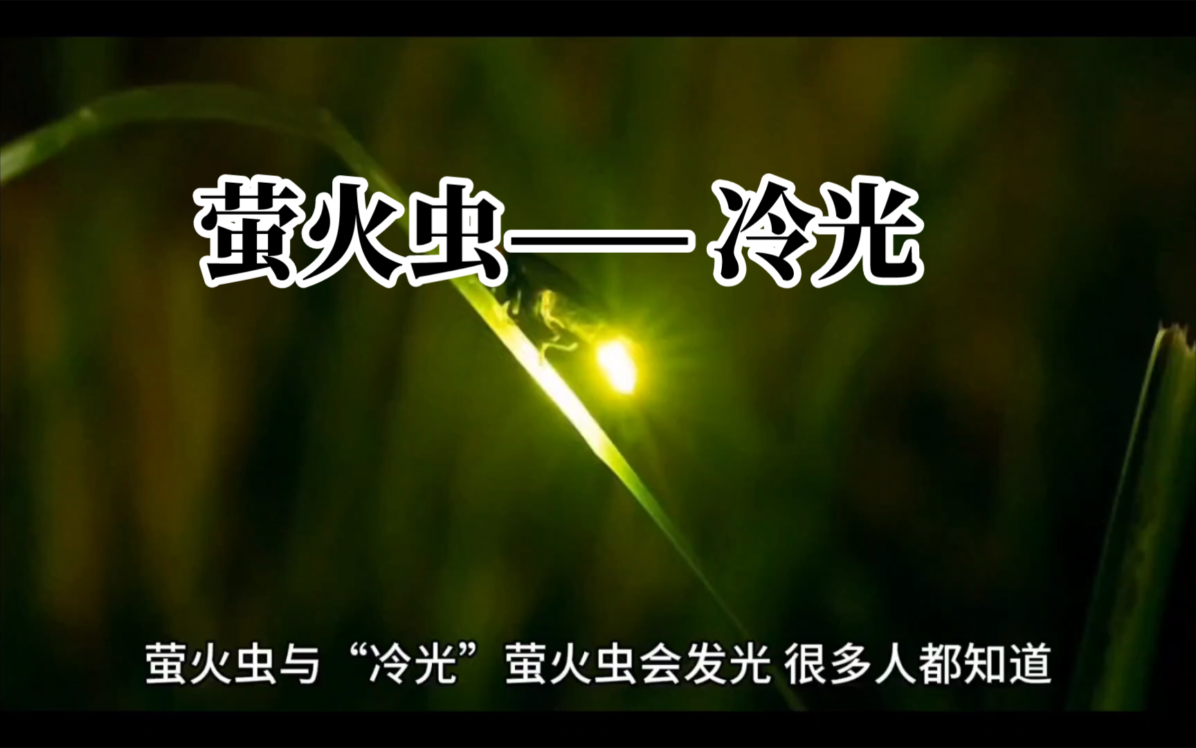 萤火虫与冷光