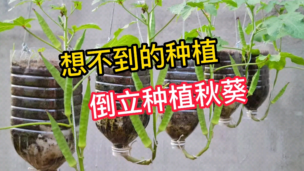 用你想不到的方法种植秋葵!哔哩哔哩bilibili