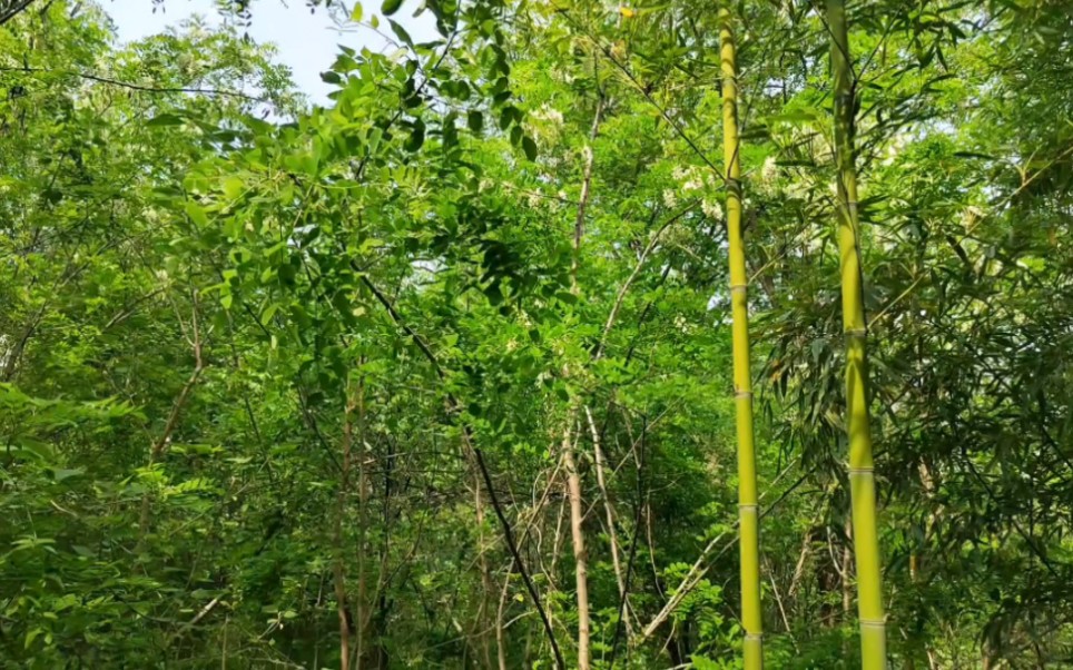 兩株竹子變成了竹林,生命力太強,雨後春筍破土而出,看著可愛