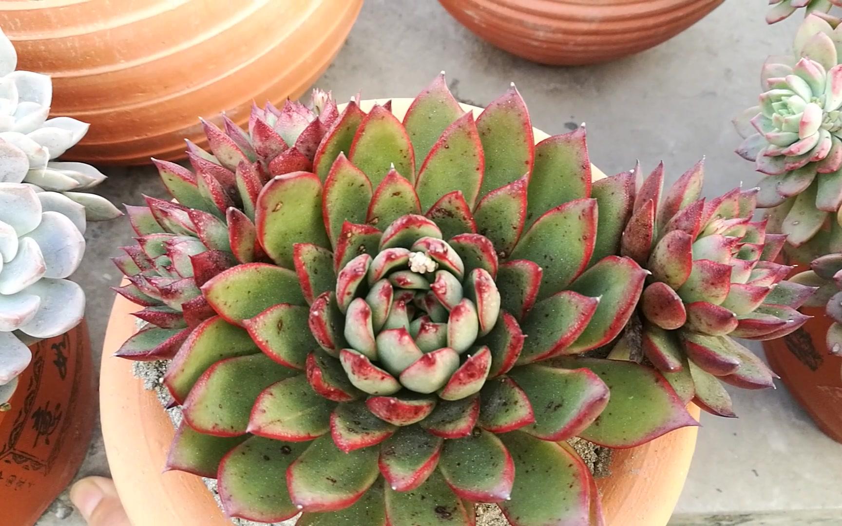 大猫多肉:圣诞东云 (看了就点个赞呗)_哔哩哔哩_bilibili