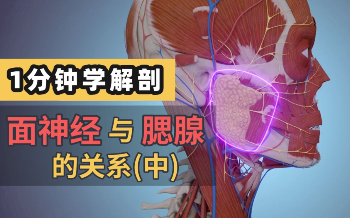 1分钟学解剖面神经与腮腺的关系中冲鸭