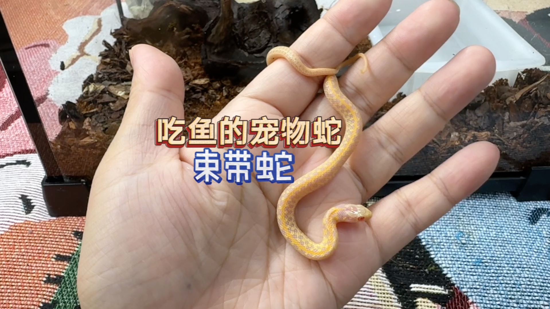 不吃老鼠的宠物蛇!怕鼠人的福音!!束带蛇来咯哔哩哔哩bilibili