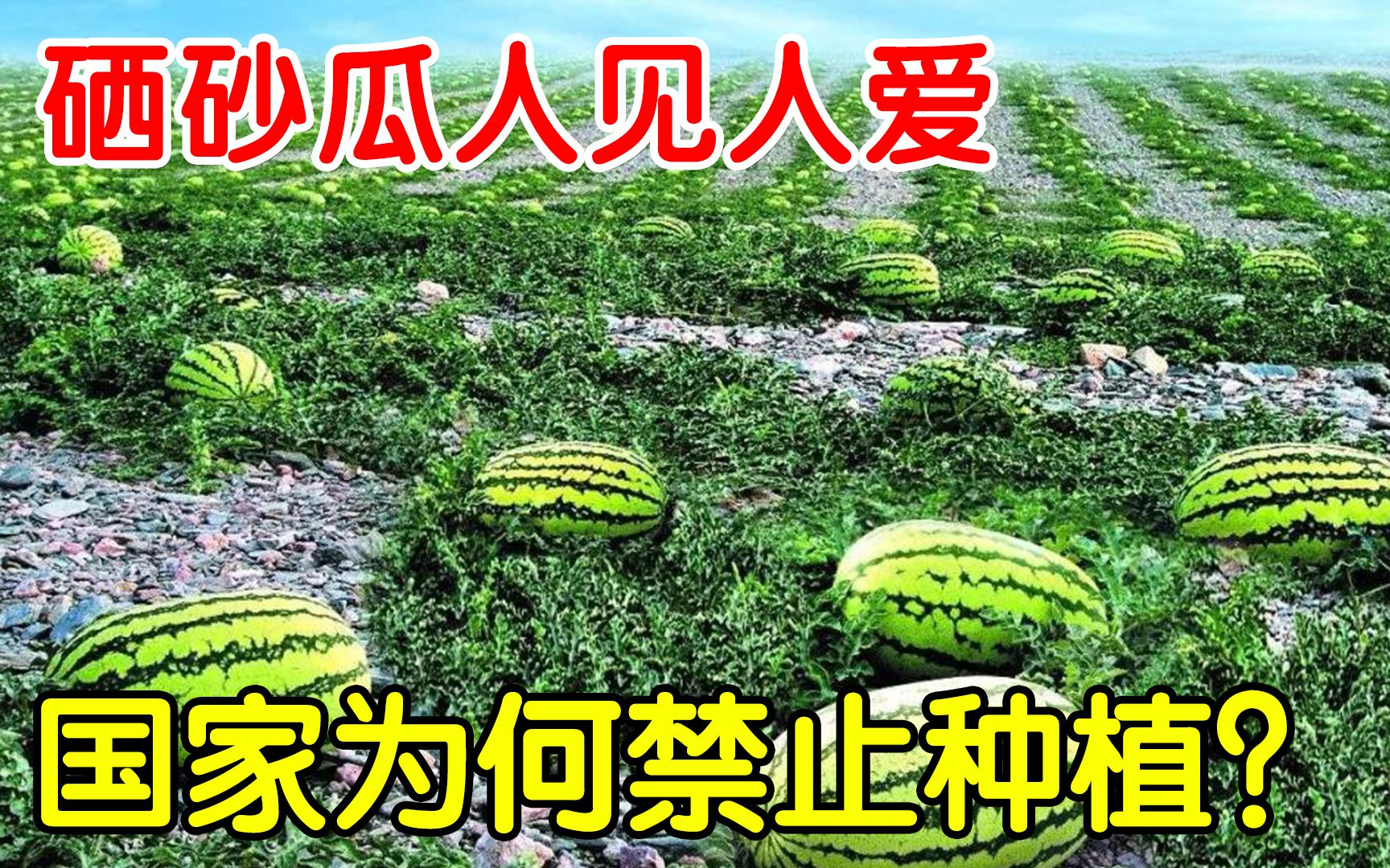 “硒砂瓜”号称沙漠抽水机,创造25亿元的产值,为何被国家禁用?哔哩哔哩bilibili