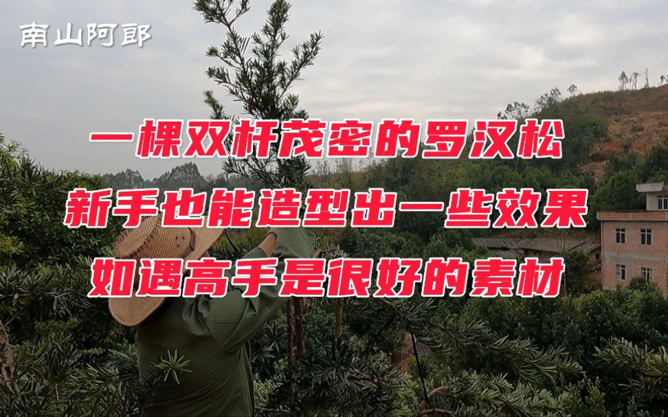 [图]一棵双杆茂密罗汉松，新手只能造型一般效果，如遇高手是很好的素材