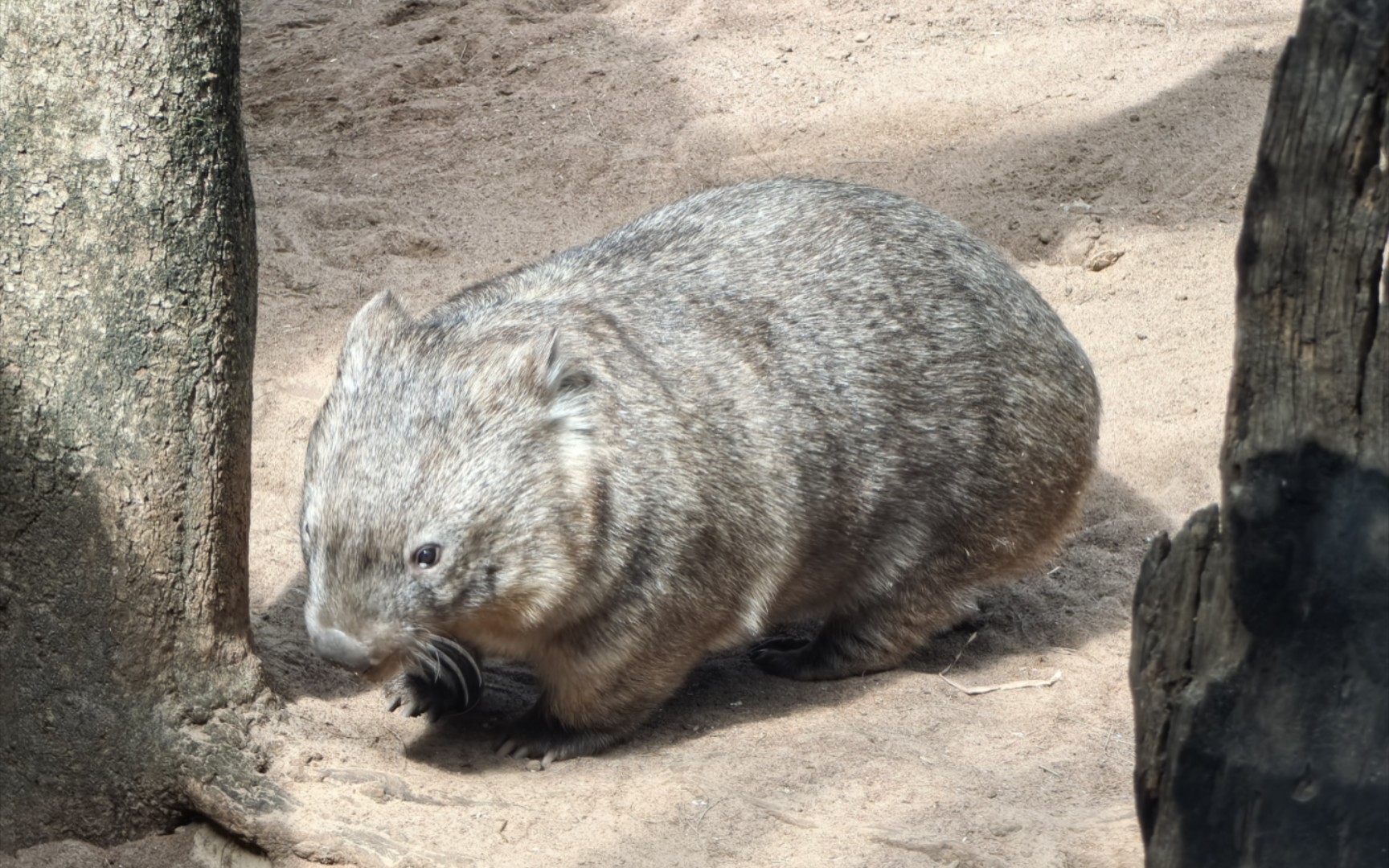 【游记】悉尼市中心野生动物园地(WILD LIFE Sydney Zoo)游记哔哩哔哩bilibili