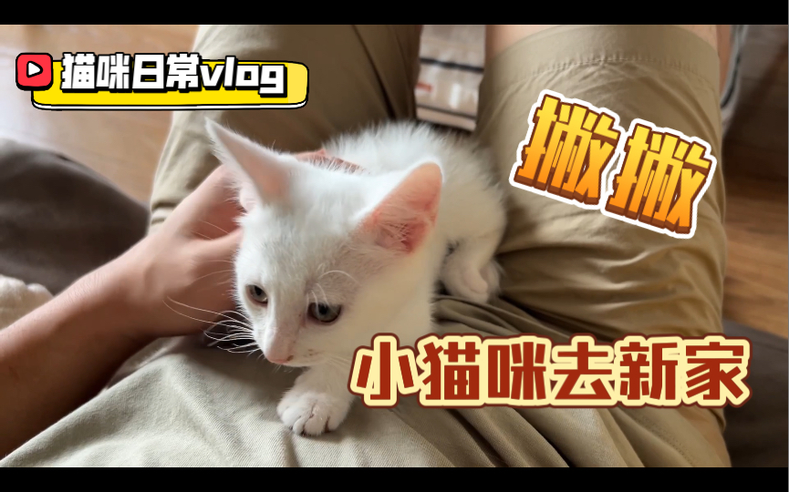 猫咪日常vlog 小猫咪去新家之撇撇篇哔哩哔哩bilibili