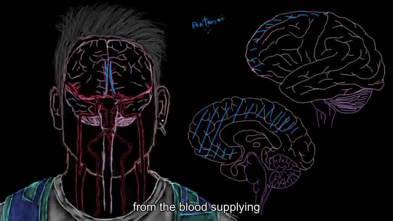 [图]【搬运KhanAcademy】循环系统疾病——Cerebral blood supply: Part 2