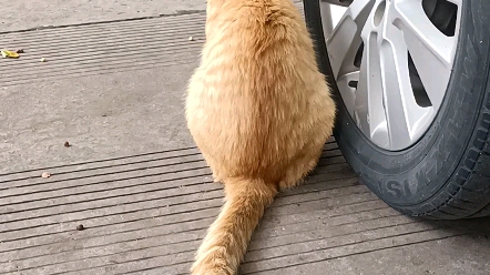 橘猫的小尾巴,摇啊摇