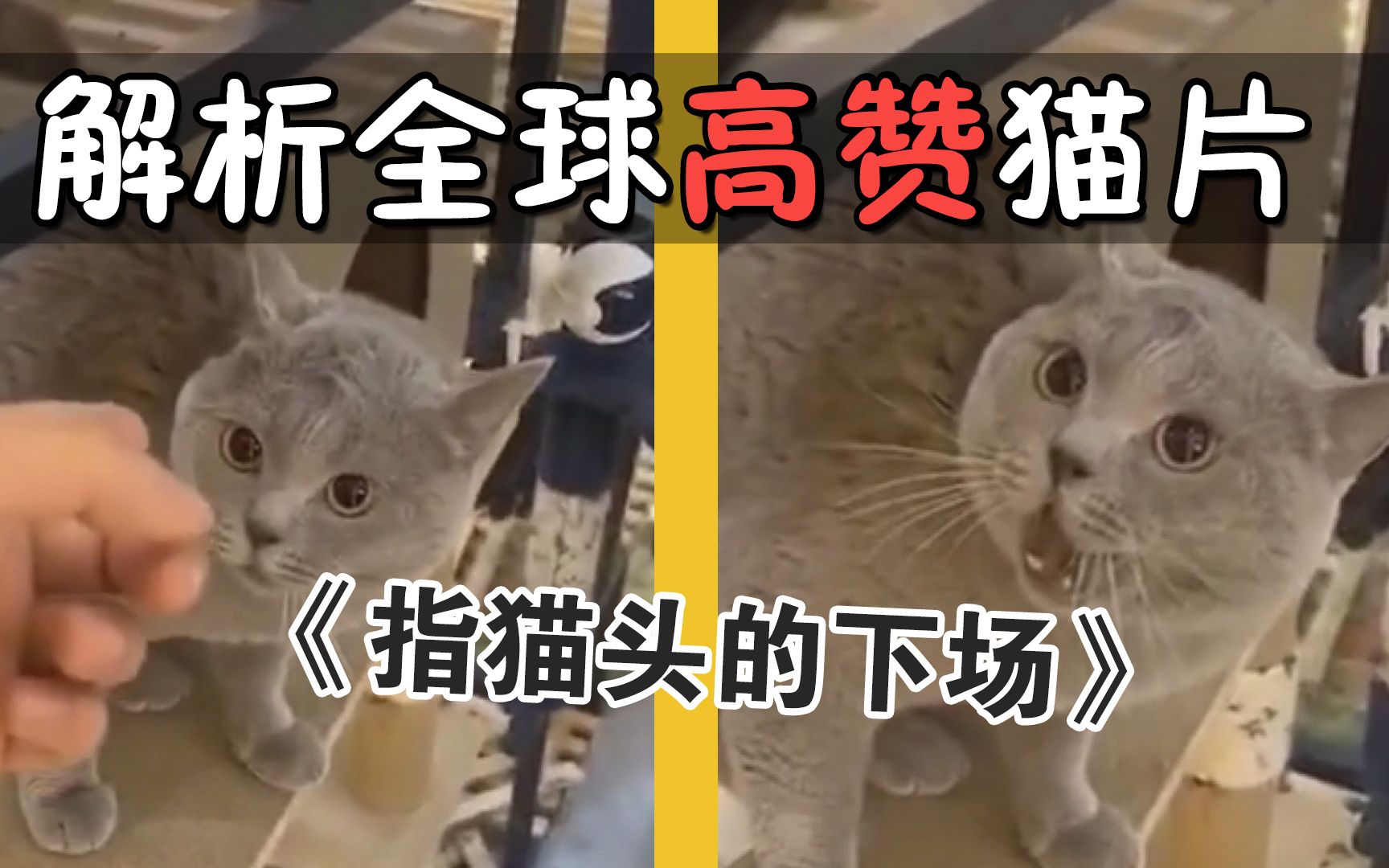 [图]解析全球高赞猫片：咬人猫制服动作示范！国外宠物医生展示现场