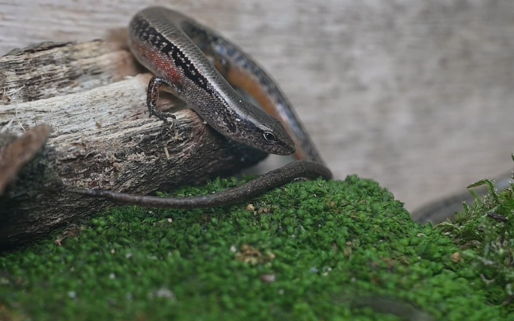 两只可爱的南滑蜥