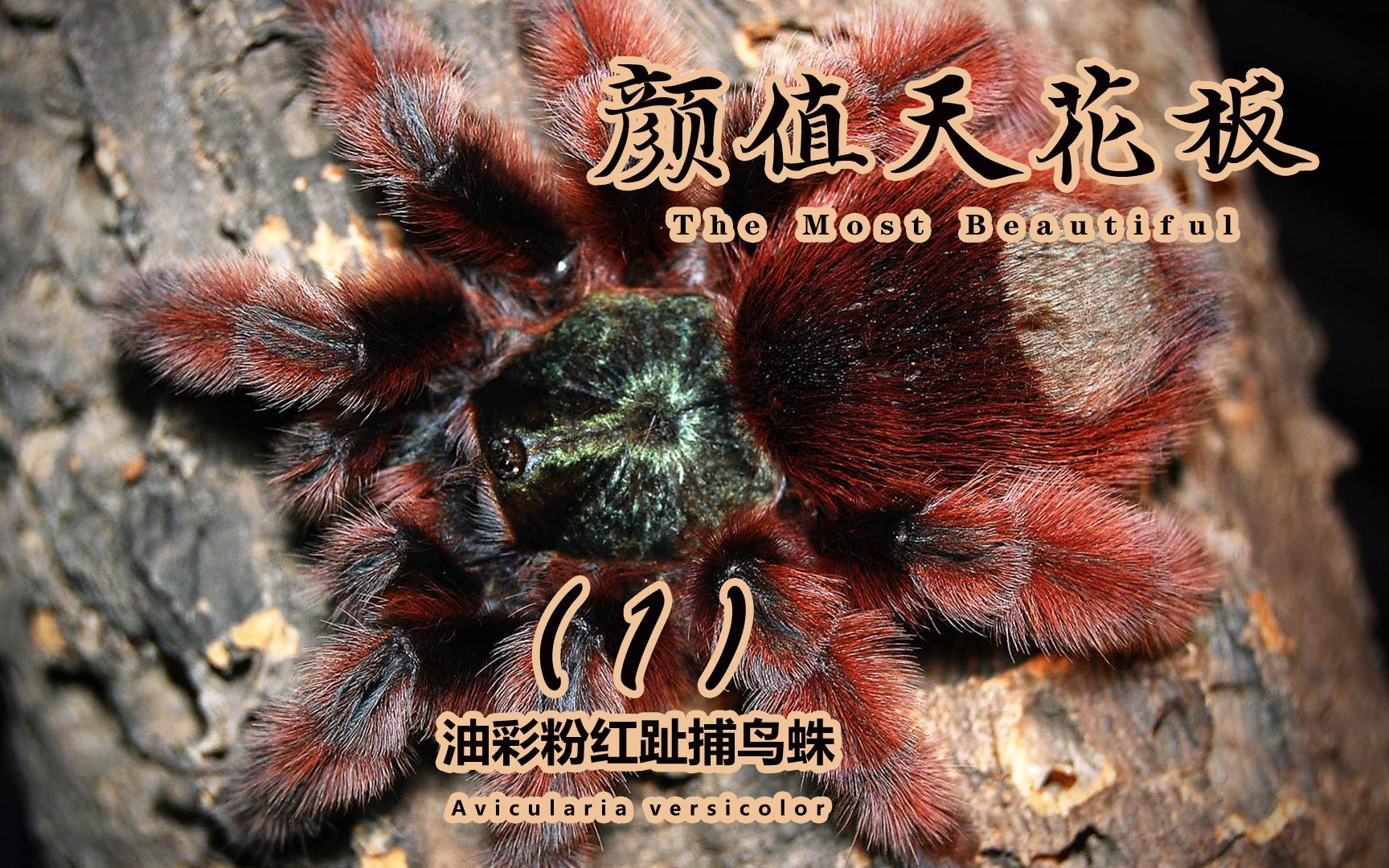 油彩粉红趾捕鸟蛛介绍第一集.-像是个头小黑-默认收藏夹-哔哩哔哩视频