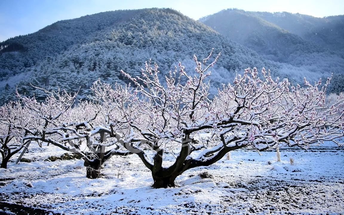 [图]b265 2K画质优美宁静雪白雪松冰凌梅花雪花雪景雪树树枝挂满雪花冬天冬季诗朗诵童话世界幼儿园小学高中毕业晚会歌舞表演大屏幕LED舞台视频素材