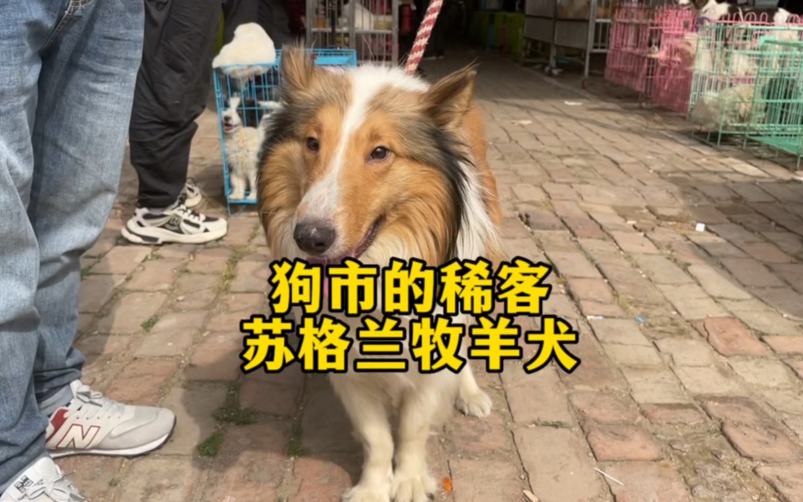 狗市惊现稀有货苏格兰牧羊犬.哔哩哔哩bilibili